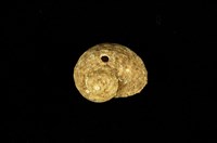 藏品(豎琴穀紋螺)的圖片